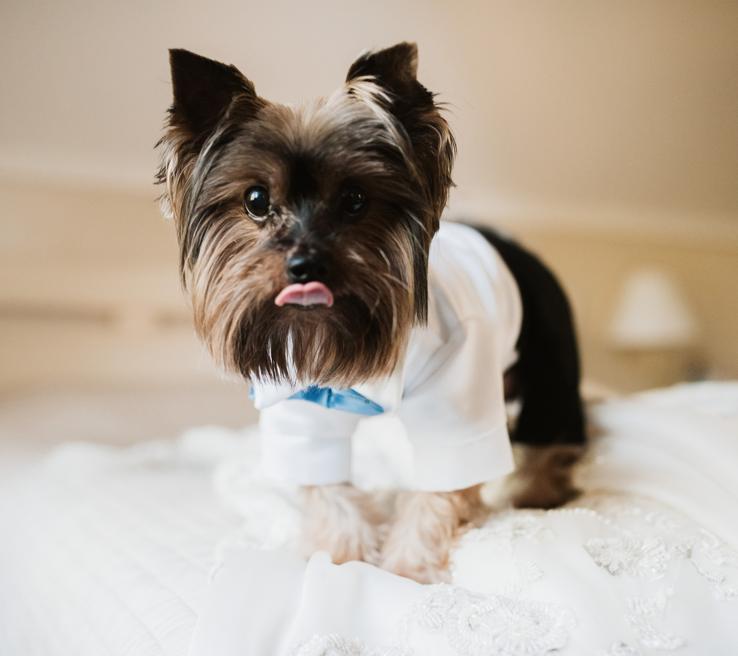 5 Adorable Accessories to Add to Your Pet's Wedding Outfit
